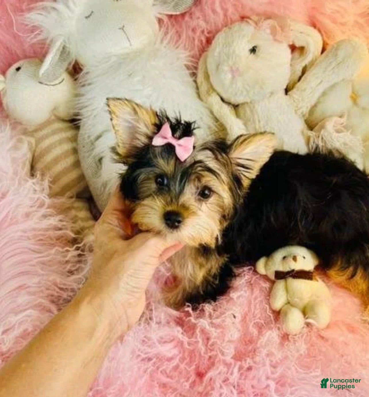 Yorkshire Terrier dogs Yorkshire Terrier   Hand delivery  - Ad 2