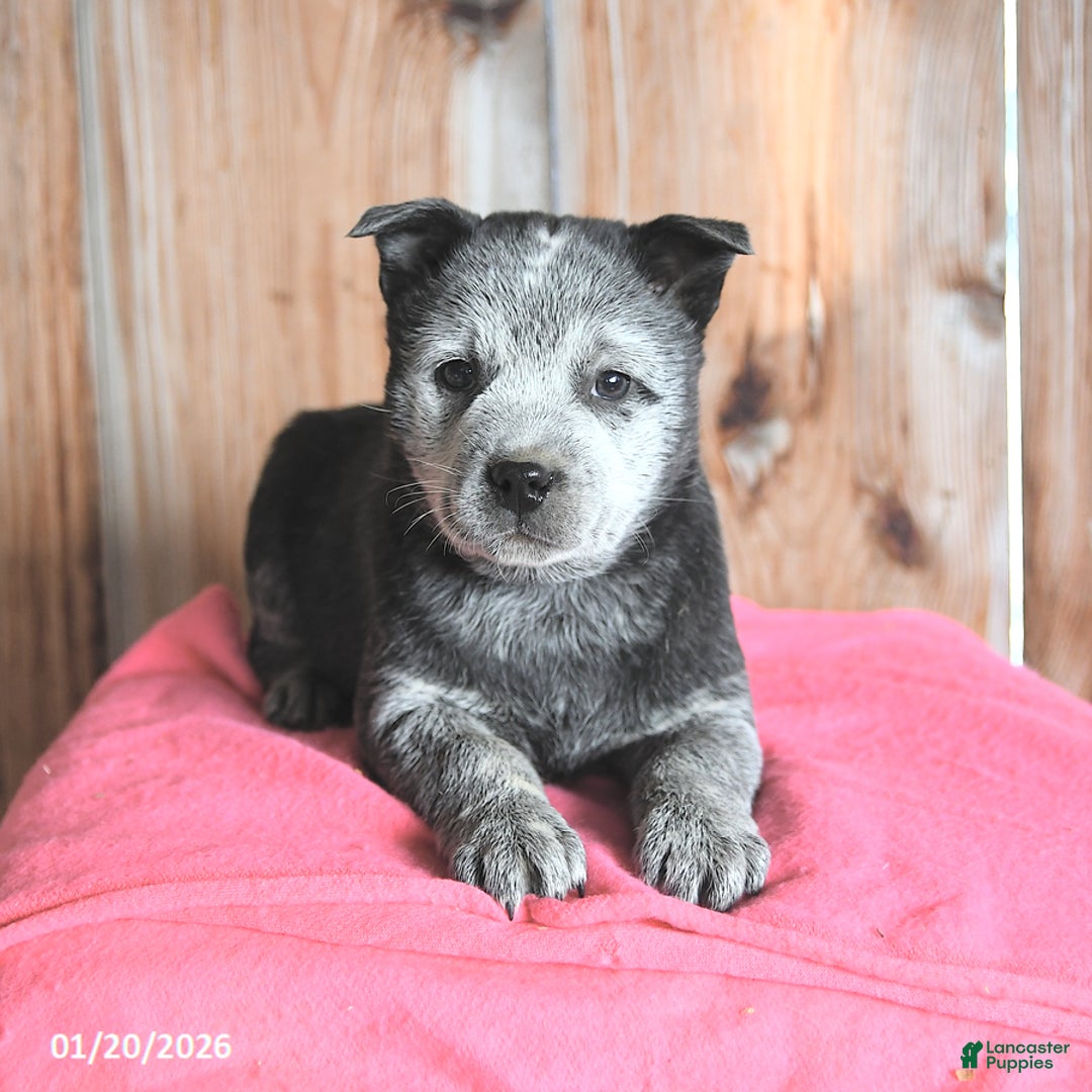 Australian Cattle Dog dogs for sale: Micky - Ad 1