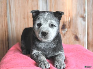 Australian Cattle Dog dogs Micky - Ad 10