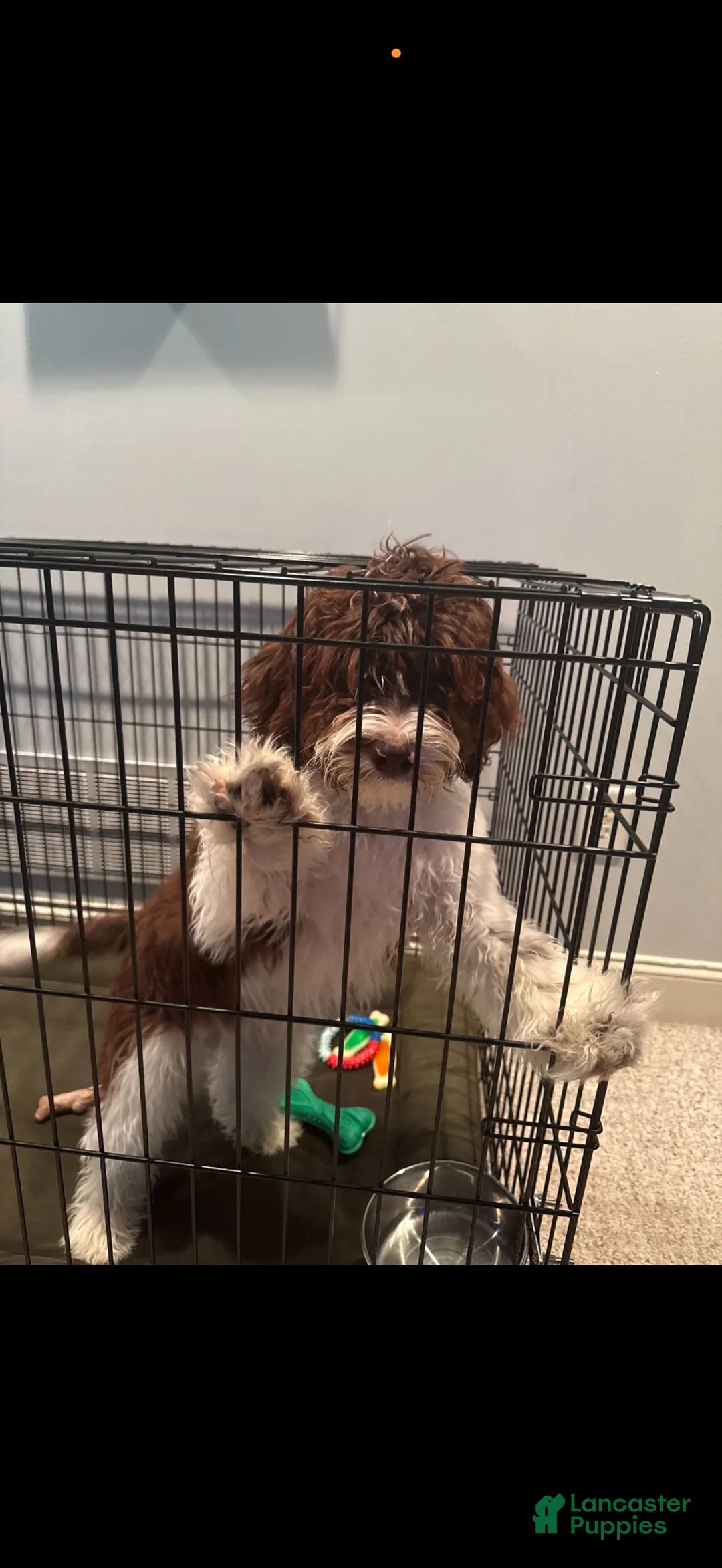 Portuguese Water Dog dogs for sale: Portuguese Water Dog 1 - Ad 2
