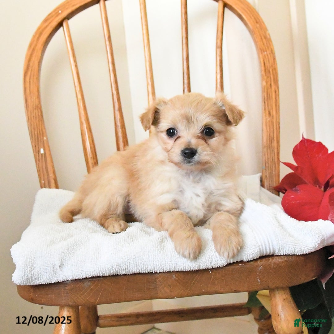 Pomapoo dogs for sale: Star - Ad 2