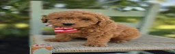 Toy Poodle dogs for sale: Bruce - Ad 6