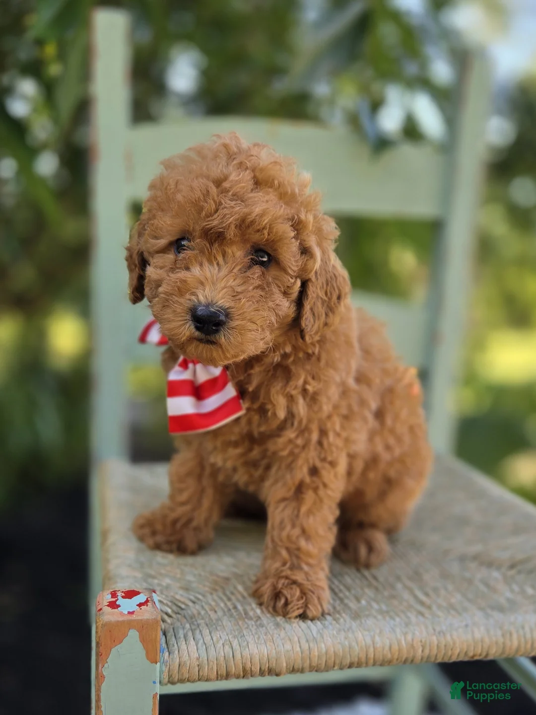 Toy Poodle dogs for sale: Bruce - Ad 6