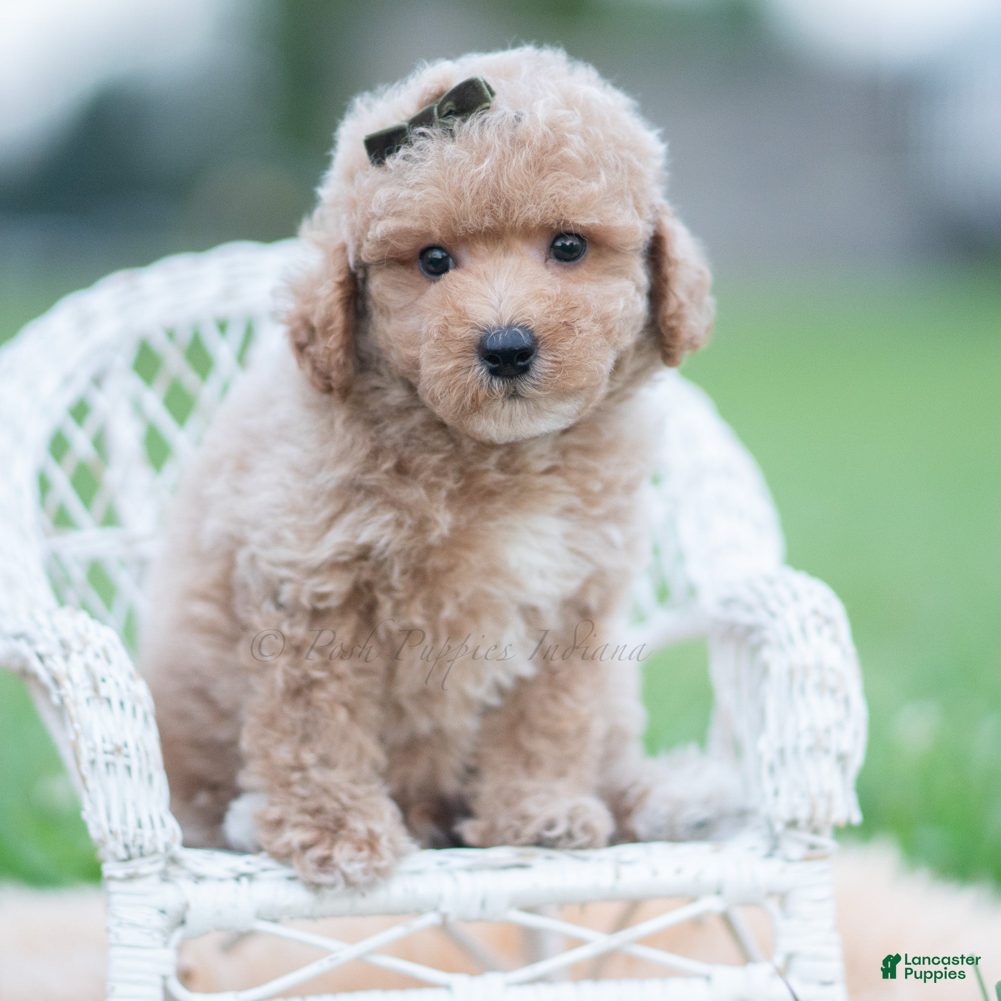 Maltipoo dogs Fang F1B - Ad 4