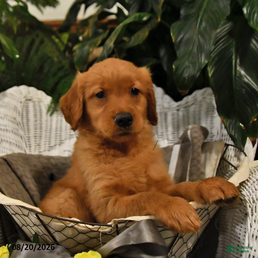 Golden Retriever dogs Brailey - Ad 2