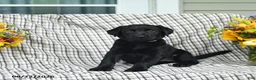 Labrador Retriever dogs for sale: Lillie - Ad 3
