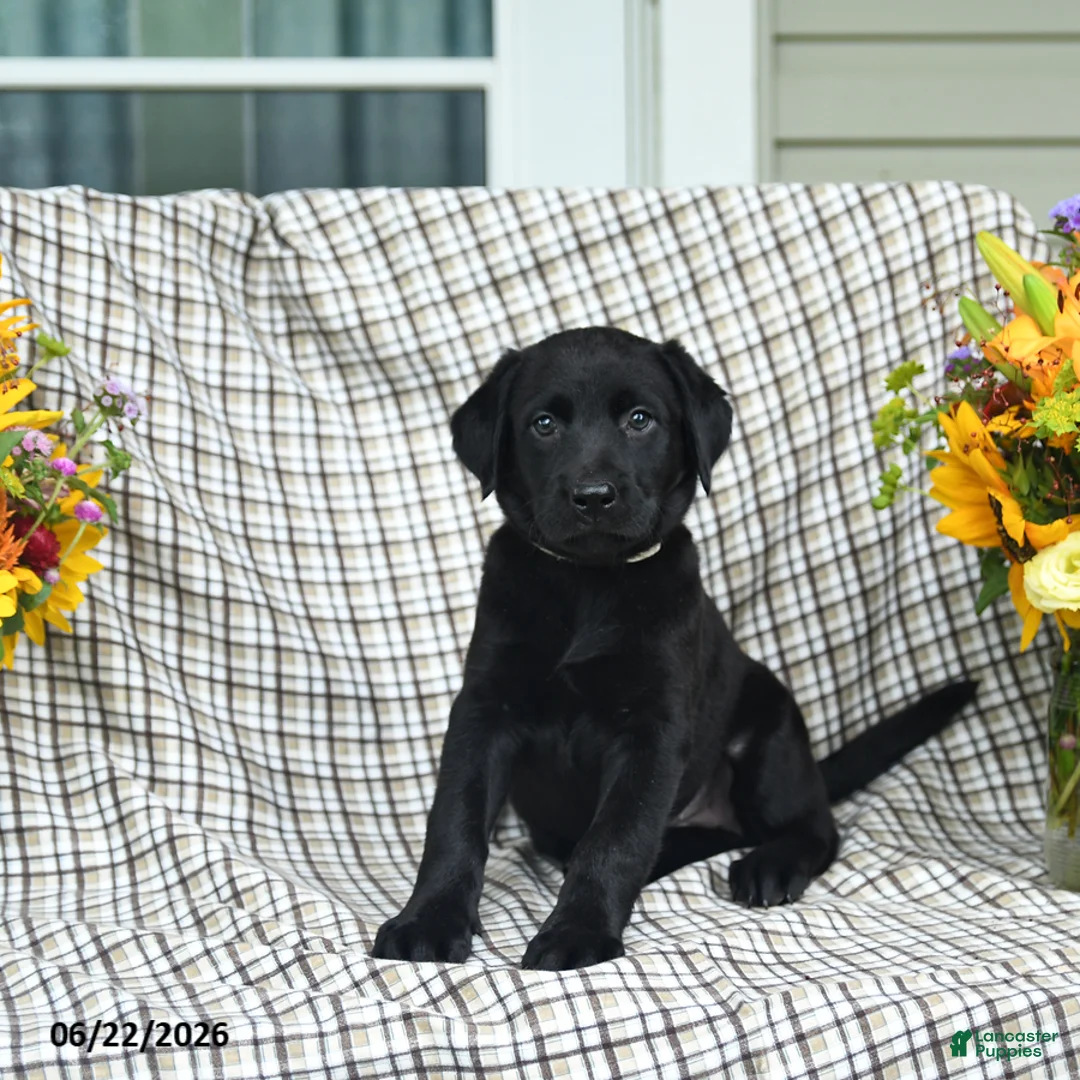 Labrador Retriever dogs for sale: Lillie - Ad 3