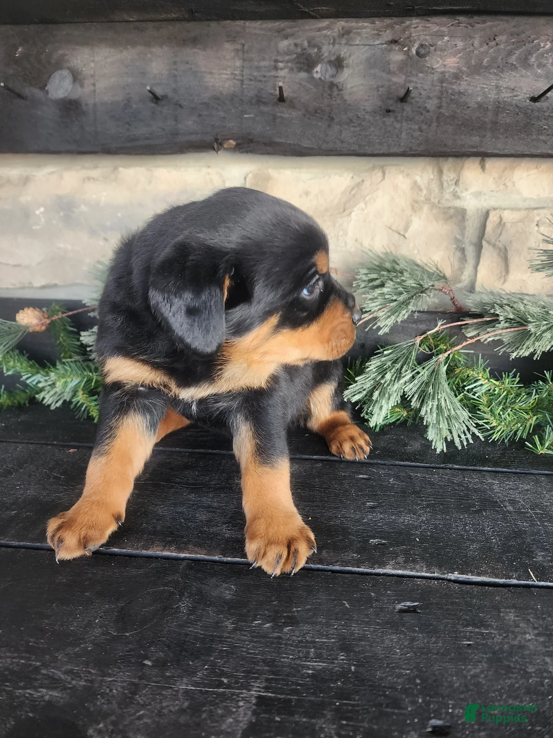 Rottweiler dogs for sale: Bravo - Ad 2