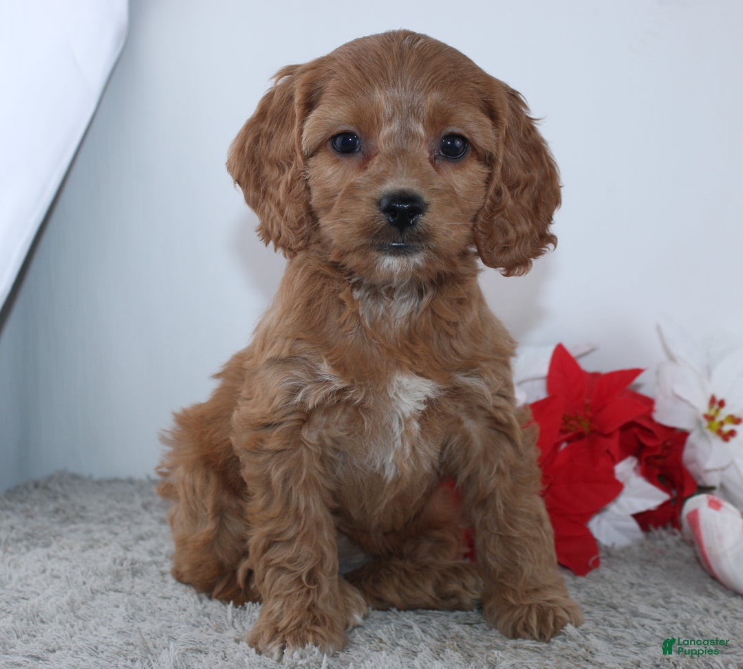 Cockapoo dogs for sale: Geneva - Ad 3