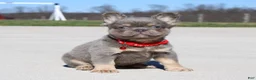 French Bulldog dogs for sale: Bentley - Ad 1