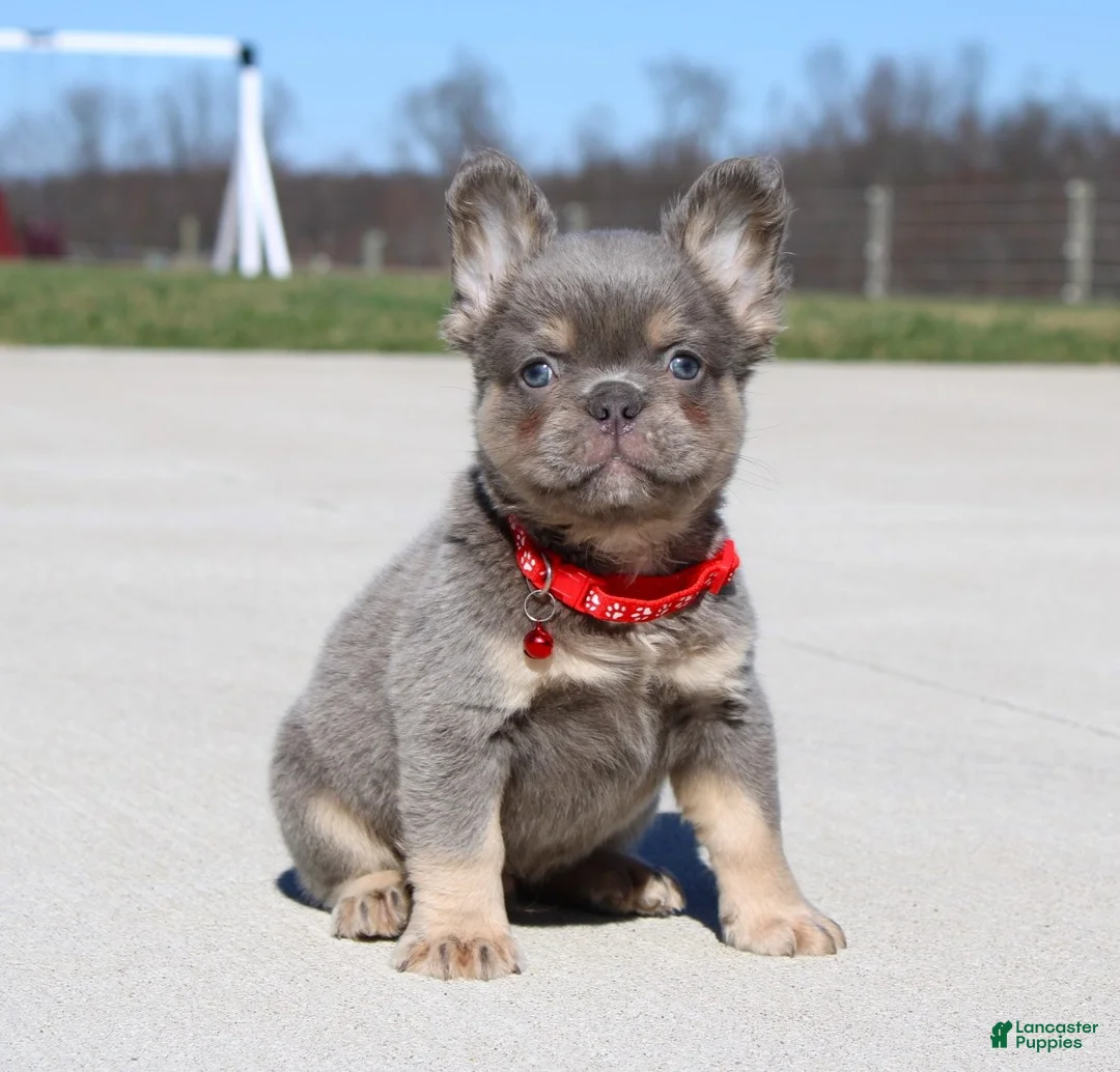 French Bulldog dogs for sale: Bentley - Ad 1