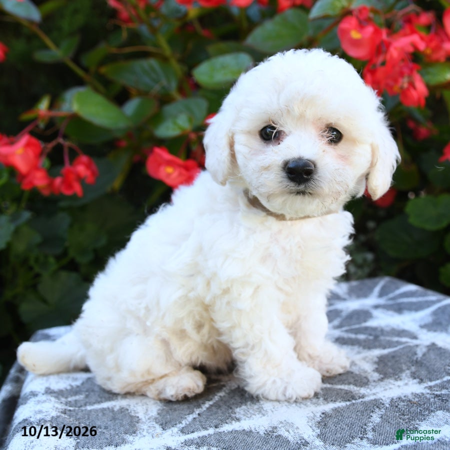 Bichon Frise dogs for sale: Olivia - Ad 1