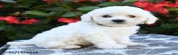 Bichon Frise dogs for sale: Olivia - Ad 1