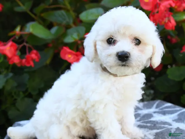 Bichon Frise dogs for sale: Olivia - Ad 1