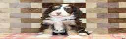 Mini Bernedoodle dogs for sale: Coco - Ad 3