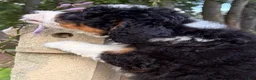 Mini Bernedoodle dogs for sale: 💛IN BOSTON MASSACHUSETTS AREA💛TRADITIONAL TRI COLOR💛MINI BERNEDOODLE BOY💛 - Ad 9
