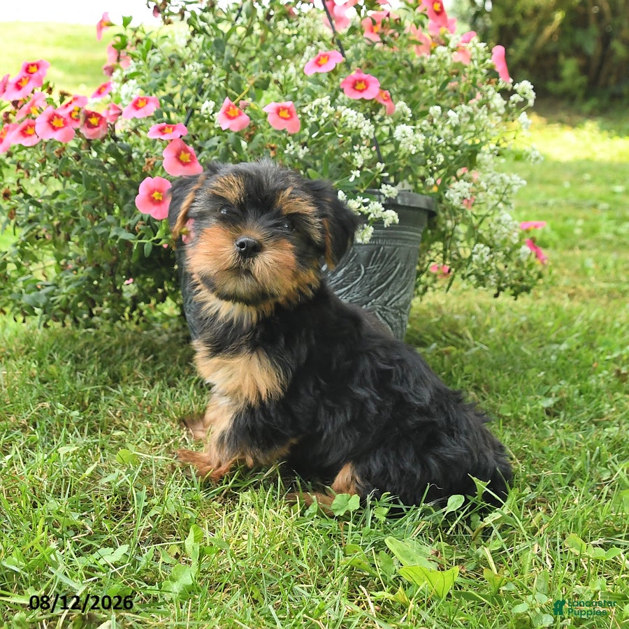 Yorkshire Terrier dogs Muffin - Ad 2