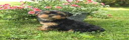 Yorkshire Terrier dogs for sale: Muffin - Ad 2