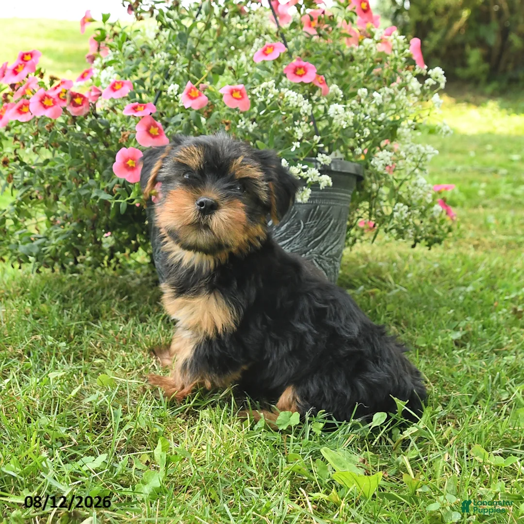 Yorkshire Terrier dogs for sale: Muffin - Ad 2