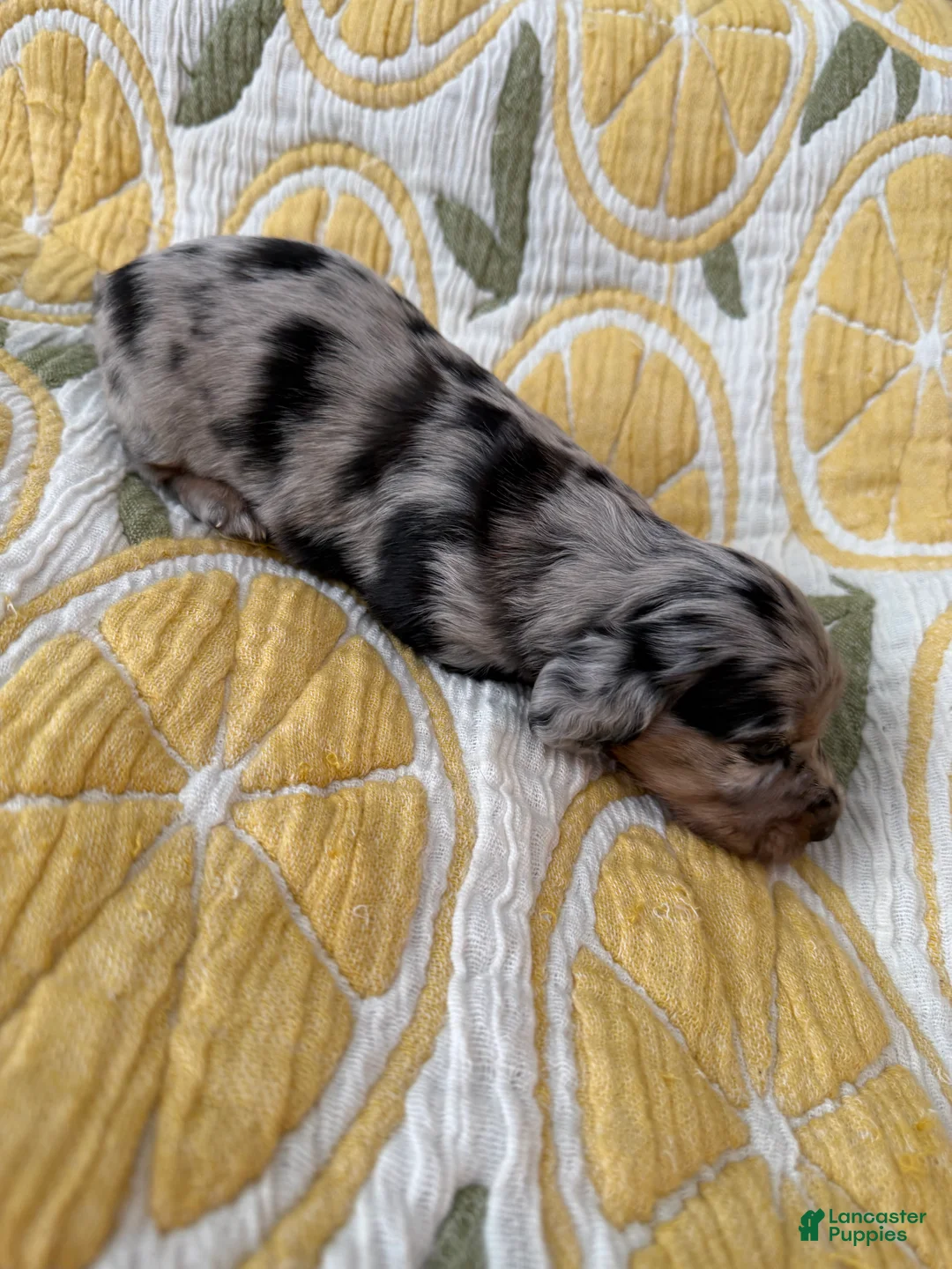Miniature Dachshund dogs for sale: Oreo - Ad 2