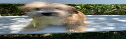 Morkie dogs for sale: Nemo - Ad 13