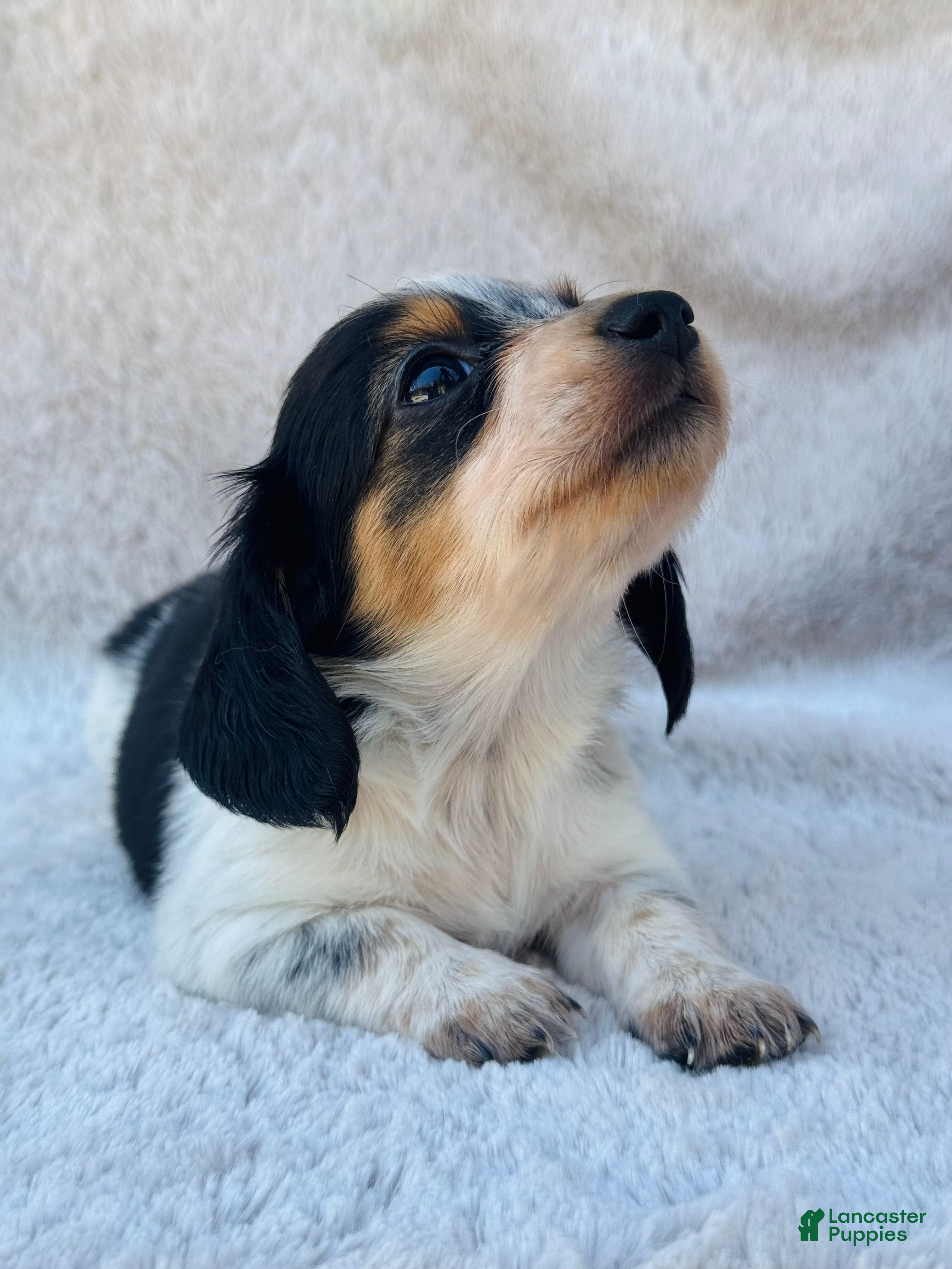 Miniature Dachshund dogs AKC Longhair Black PIEBALD Mini Dachshund GIRL - Ad 17