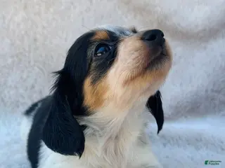 Miniature Dachshund dogs AKC Longhair Black PIEBALD Mini Dachshund GIRL - Ad 17