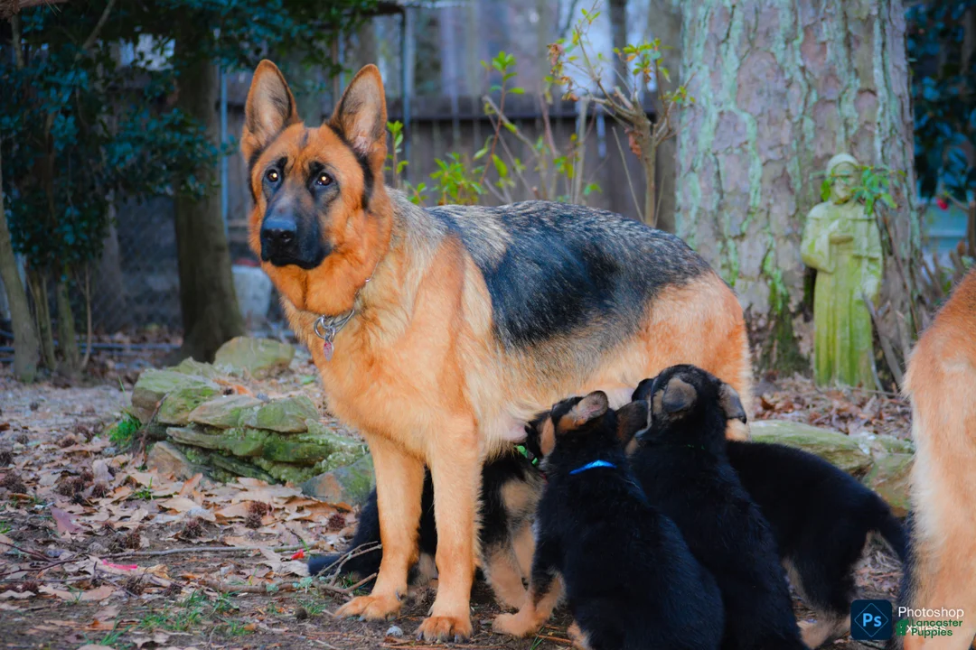 German Shepherd dogs for sale: German Shepherd Puppy 3 - Ad 2