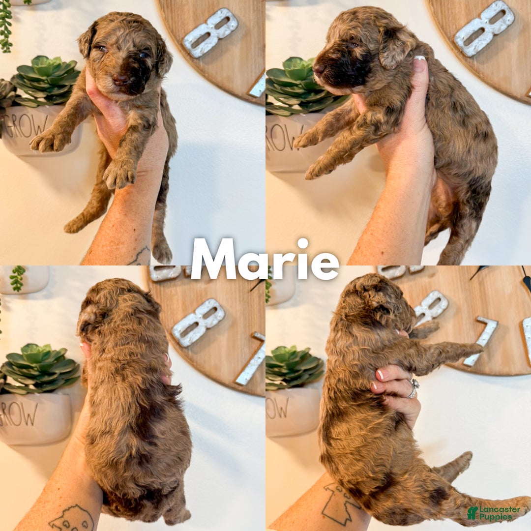 Goldendoodle dogs for sale: Marie - Ad 2