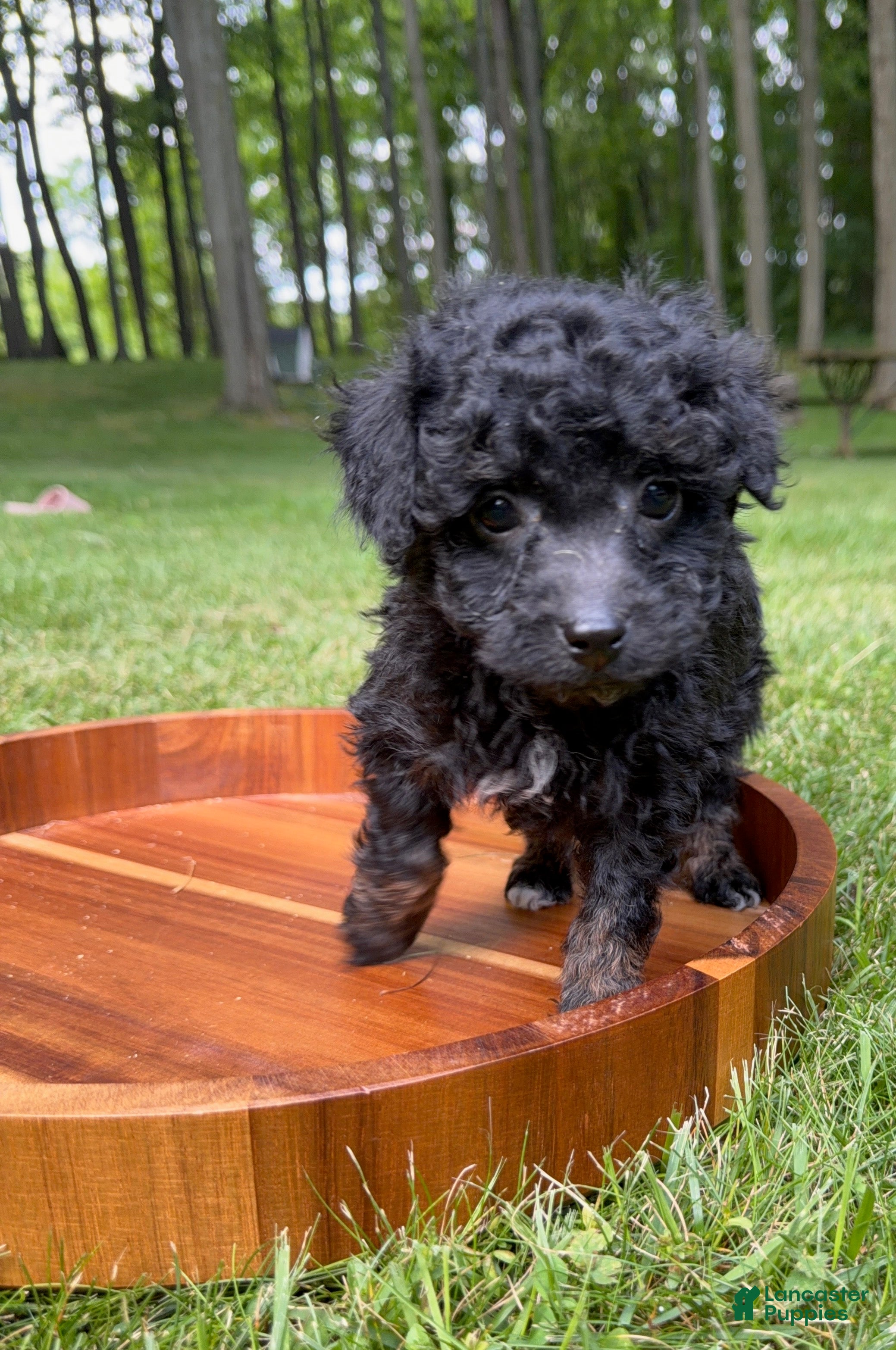 Toy Poodle dogs Olly  - Ad 42