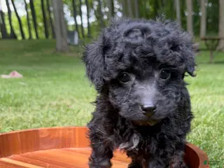 Toy Poodle dogs Olly - Ad 42