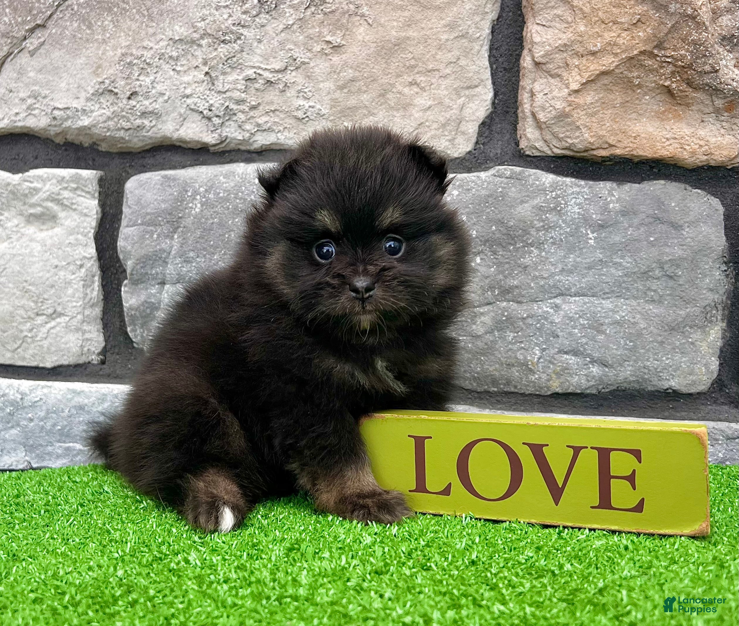 Pomeranian dogs Peanut - Ad 2