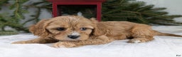 Cavapoo dogs for sale: Winston  - Ad 9