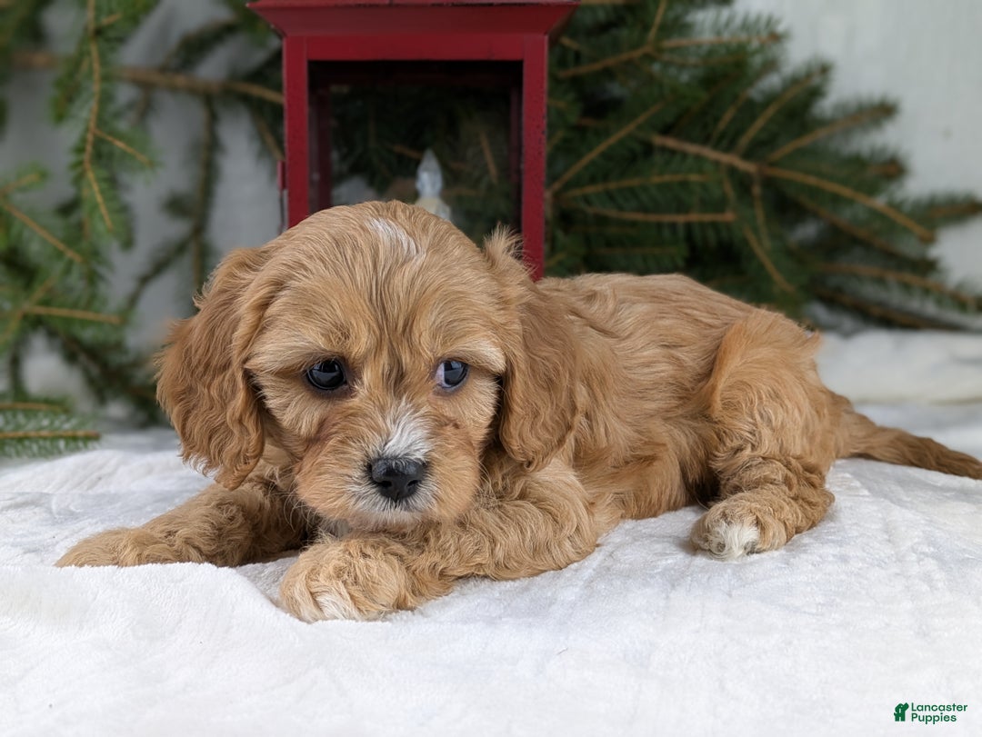 Cavapoo dogs for sale: Winston  - Ad 9