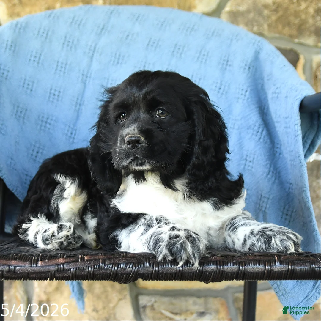 Cocker Spaniel dogs for sale: Martin  - Ad 2
