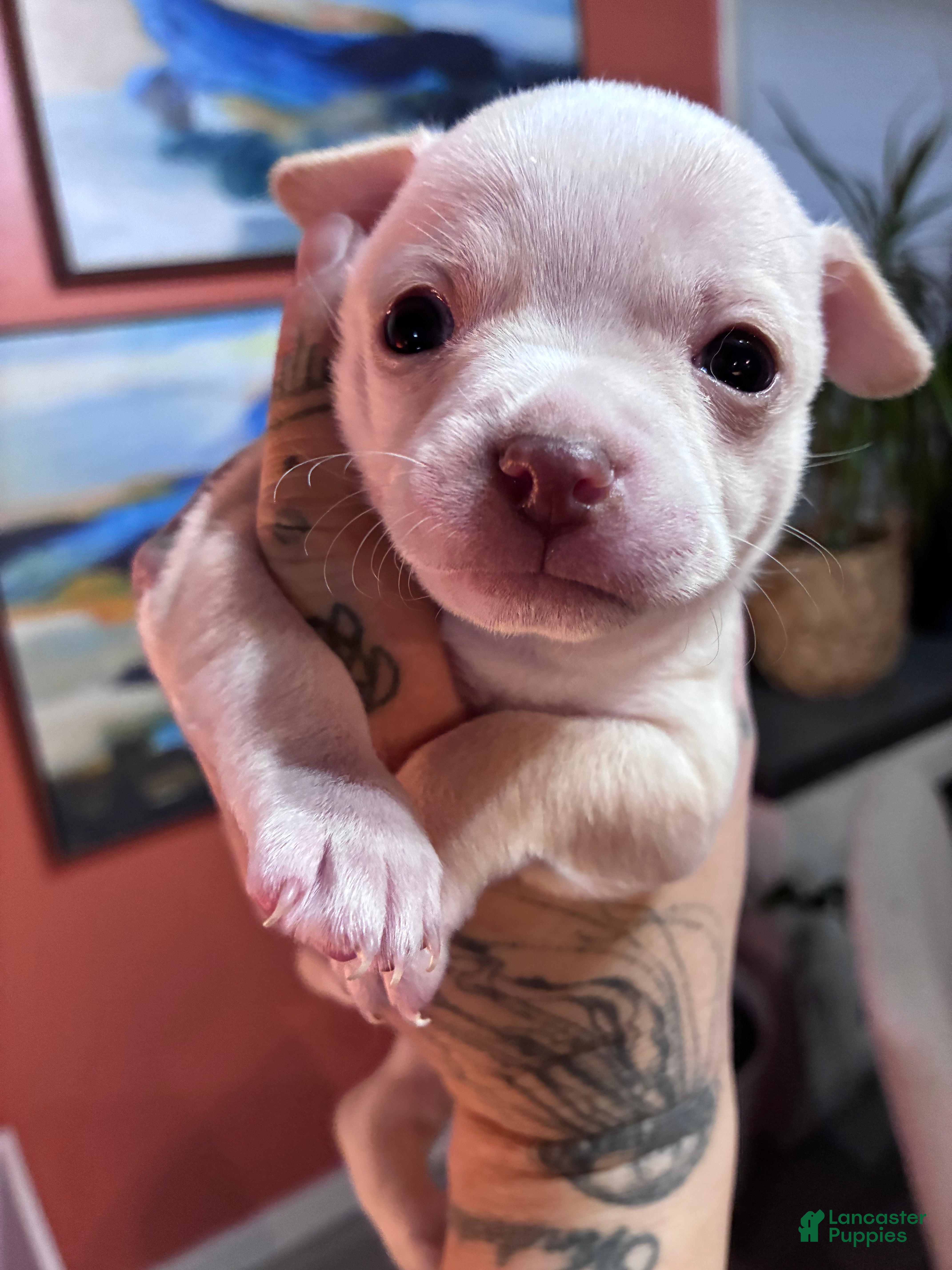 Chihuahua dogs Chihuahua Puppy 2 - Ad 33