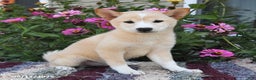 Shiba Inu dogs for sale: Shiba Inu 4 puppies - Ad 31