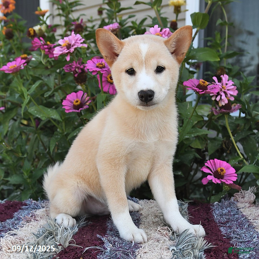 Shiba Inu dogs for sale: Shiba Inu 4 puppies - Ad 31