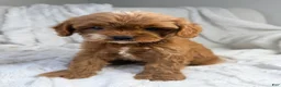 Cavapoo dogs for sale: Apollo - Ad 3