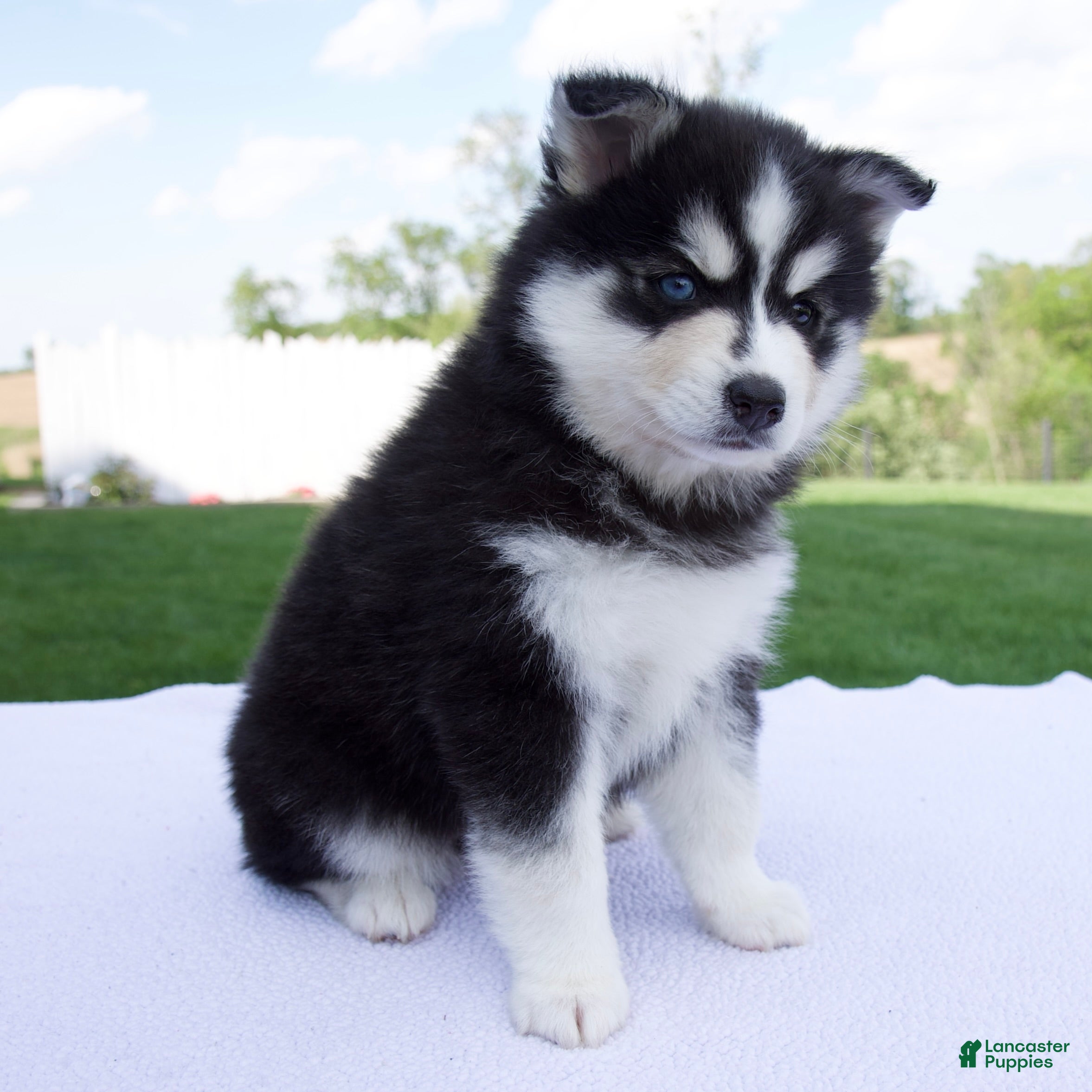 Pomsky dogs Sophie - Ad 2