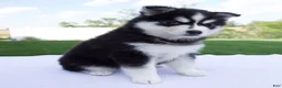 Pomsky dogs for sale: Sophie - Ad 2