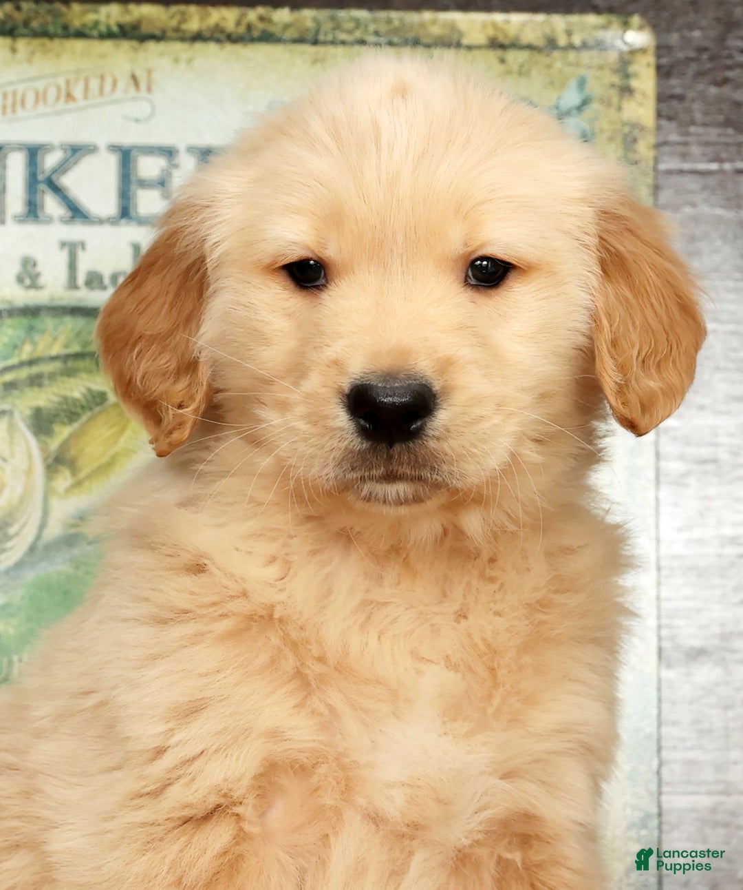 Golden Retriever dogs for sale: Boomer - Ad 9