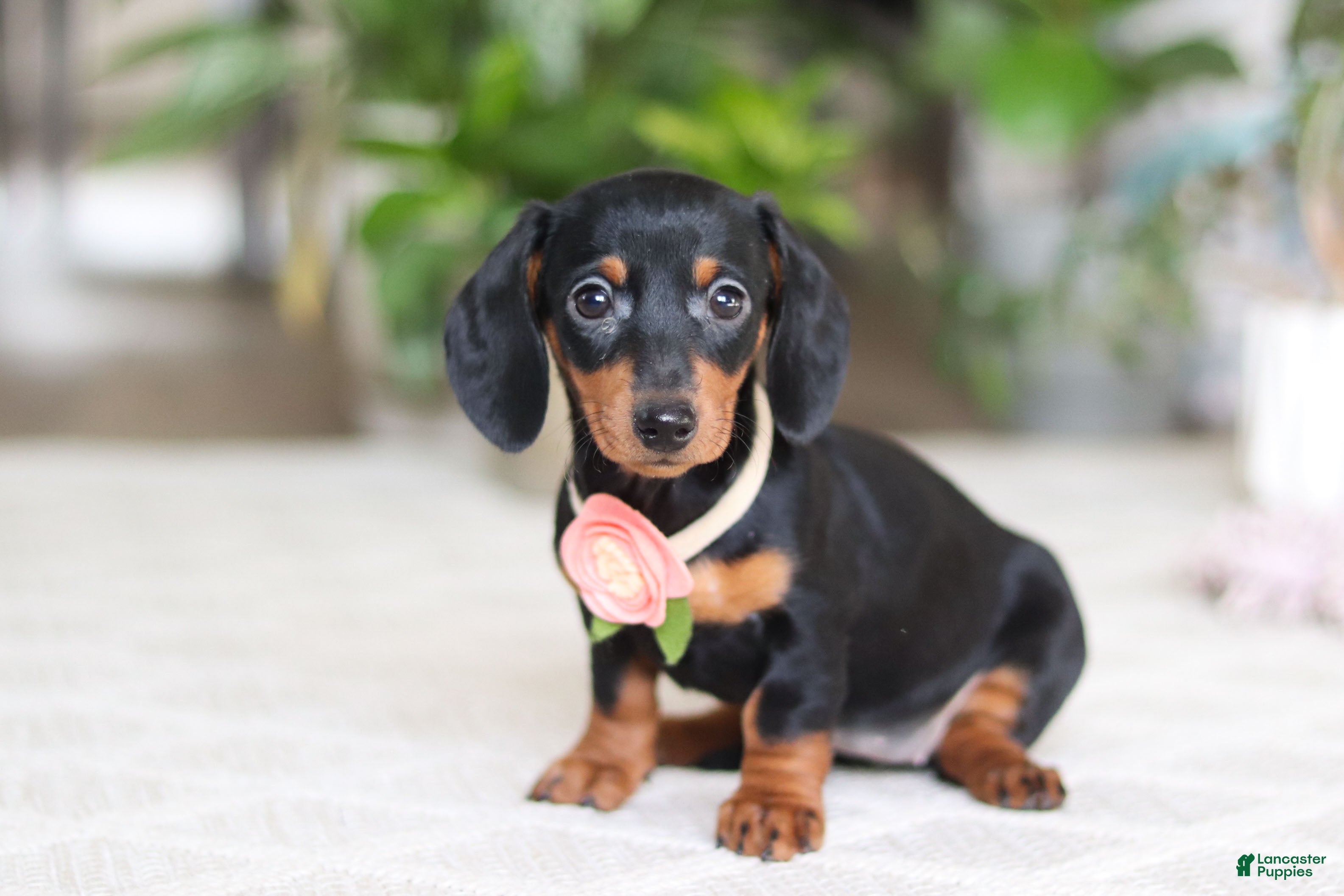 Miniature Dachshund dogs Chloe - Ad 1