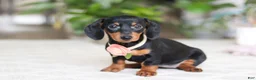 Miniature Dachshund dogs for sale: Chloe - Ad 1
