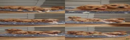 Mixed Breed dogs for sale: Princess  - Ad 3