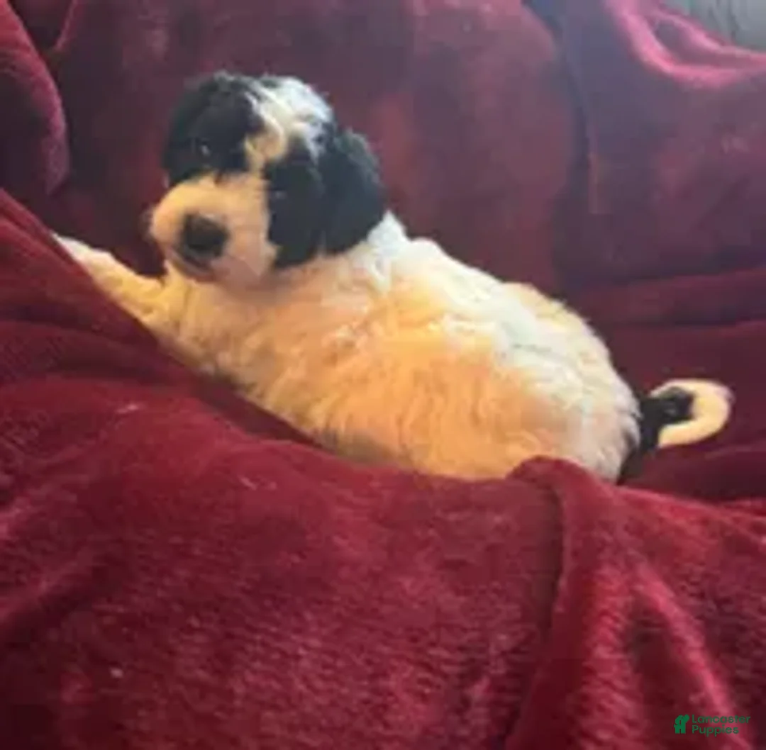 Mini Goldendoodle dogs for sale: Sasha - Ad 1