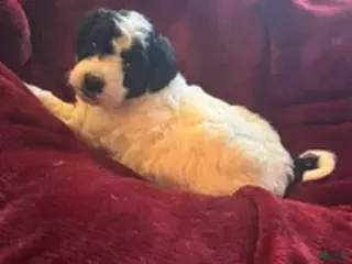 Mini Goldendoodle dogs for sale: Sasha - Ad 1
