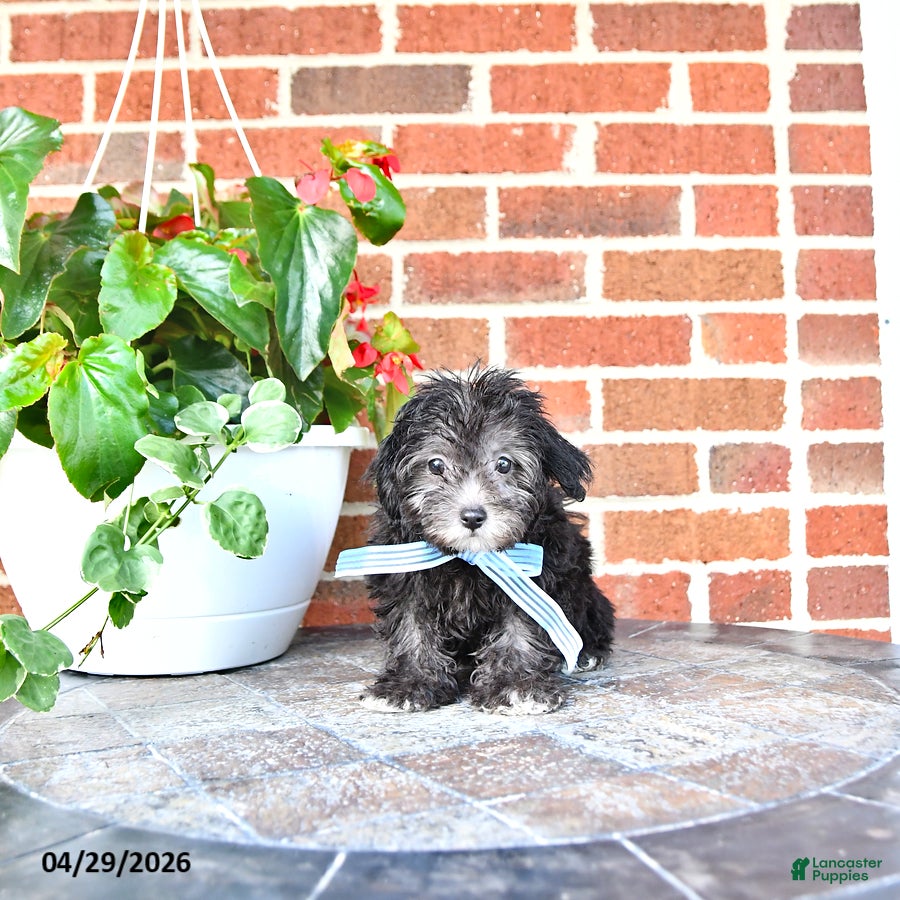 Maltipoo dogs Scout - Ad 2