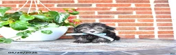 Maltipoo dogs for sale: Scout - Ad 2