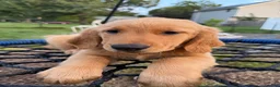 Golden Retriever dogs for sale: Rosy - Ad 3